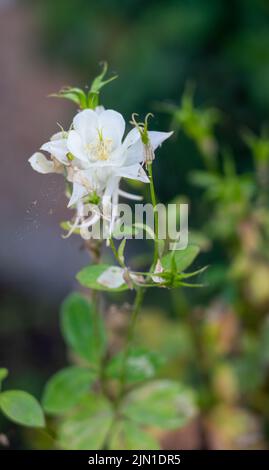 detailed close up of a white aquilegea saximontana in flower Stock Photo