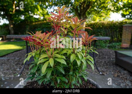 close up of a Pieris Mountain Fire - Lily of the Valley Shrub Stock Photo