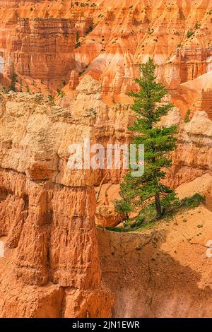 Lonely Tree at Queens Garden trail in Bryce Canyon National Park Stock Photo