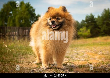 Pomeranian stands on the road in nature in sunny summer weather