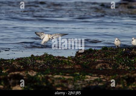 Sanderling in flight, landing on the sea rocks during low tide. northern portuguese coast. Stock Photo