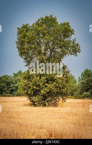 an isolated oak tree in the middle of a wheat field in summertime ...