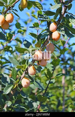 Closeup of isolated yellow ripe mirabelle plums (prunus domestica syriaca) hanging in tree branch - Germany, August Stock Photo