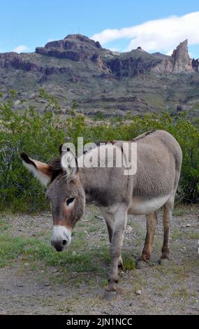 A wild burro, or donkey, in rugged terrain along Route 66 near Oatman, Arizona. Stock Photo