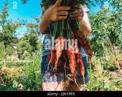 Close-up of hands of a girl holding freshly harvested carrots Stock Photo