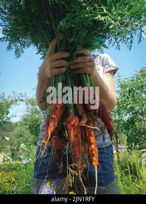 Girl's hands holding bunch of freshly harvested carrots in the farm Stock Photo