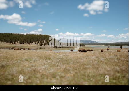 Bison in Hayden Valley, Yellowstone National Park Stock Photo