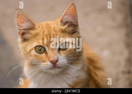 red Cat with kind green eyes, Little  kitten. Portrait cute ginger. happy adorable, Beautiful fluffy red orange outdoors portrait close up British Sho Stock Photo