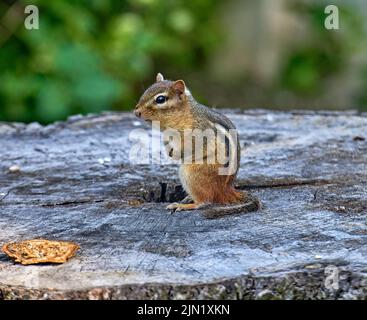 Eastern chipmunk, the largest of the chipmunks. Seen here sitting up on a stump. Stock Photo