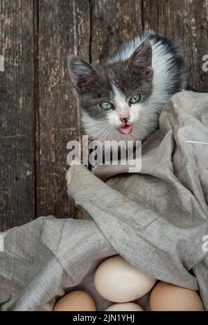 gray cat looking camera, organic eggs wooden table background Food Rustic Still Life sack bag wicker basket chicken feathers linen napkin countryside Stock Photo