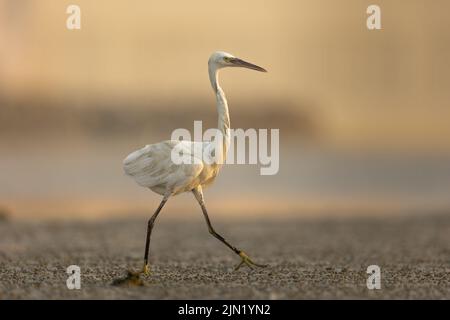 Little Egret (Egretta Garzetta) walking on wetland, Bahrain Stock Photo