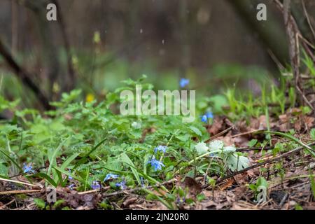 Blooming pretty green lawn of blue Scilla bifolia (alpine squill, two-leaf squill) in rain drops close-up. Spring flowers blossom in wild forest with Stock Photo