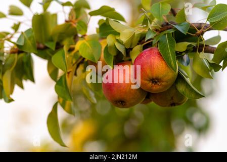 Beautiful  Riping Juicy pears on a tree  branch Organic summer garden Selective focus after rain Stock Photo