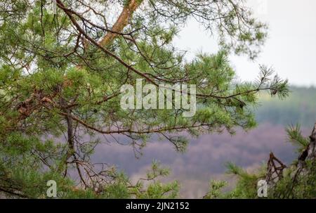 Green pine tree branch on gray cloudy sky. Spring evergreen in wild forest with blurred background Stock Photo