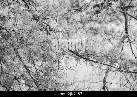 Grayscale pine tree branch. Spring evergreen in wild forest with blurred background Stock Photo