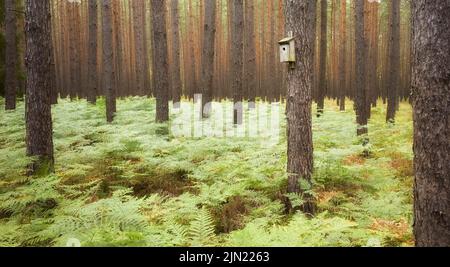 Birdhouse on a tree in a forest, selective focus. Stock Photo