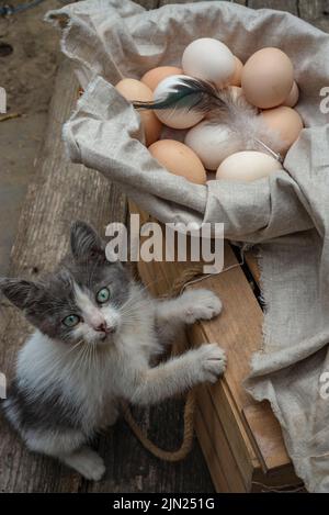 gray cat looking camera, organic eggs wooden table background Food Rustic Still Life sack bag wicker basket chicken feathers linen napkin countryside Stock Photo