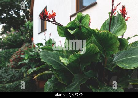 Natural background, large textural green leaves. Stock Photo