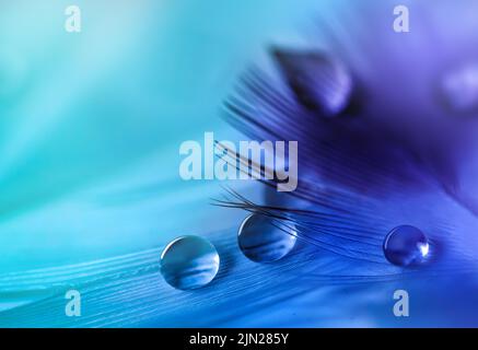 Water droplets on feather on turquoise blurred background. Stock Photo