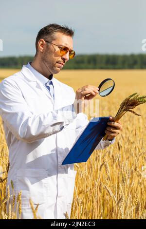An agronomist researcher with a magnifer examines ears of wheat and makes notes on a clipboard. Research in the field of genetically modified foods an Stock Photo