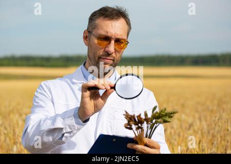 An agronomist researcher with a magnifer examines ears of wheat and makes notes on a clipboard. Research in the field of genetically modified foods an Stock Photo