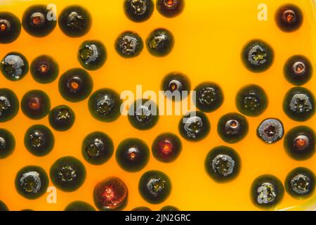 Jelly dessert with fresh blueberries served in a glass, selective focus. Berry texture on yellow background Stock Photo