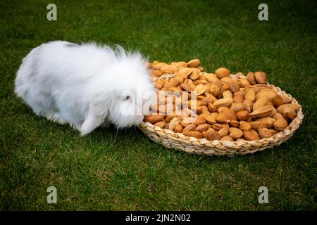 Un conejo mini lop olfatea almendras con cáscara de una bandeja de mimbre sobre el césped Stock Photo