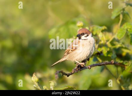 Close up of an Eurasian tree sparrow perched on a shrub branch, Bempton cliffs, UK. Stock Photo