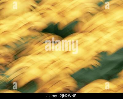 Blurred or blurry yellow flowers, abstract and colorful for a background or abstract pattern or texture. Stock Photo