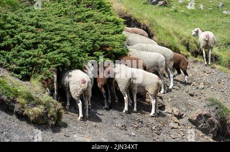 flock of sheep hiding their heads under a bush to avoid midday sunshine Stock Photo