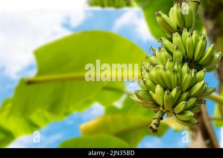 A bunch of green bananas on banana tree against blue sky background. Stock Photo