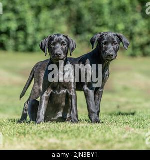 Black labrador retriever puppies Stock Photo