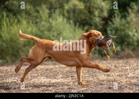 labrador retriever carrying a shot duck Stock Photo