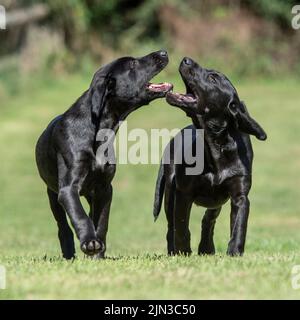 Black labrador retriever puppies Stock Photo