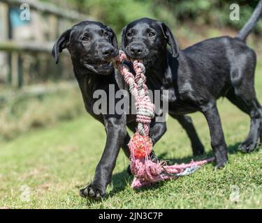 Black labrador retriever puppies playing with a toy Stock Photo