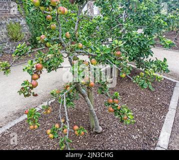 The edible apple Rosacea Malus Cevaal shown here laden full of ripen and ripening fruit. Stock Photo