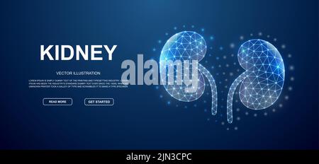Kidneys 3d low poly symbol with connected dots for blue landing page template. Urinary design illustration concept. Polygonal organ illustration Stock Vector