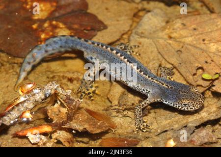 The Alpine newt (Ichthyosaura alpestris) male in a natural habitat Stock Photo