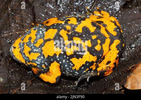 The fire-bellied toad (Bombina bombina) shows belly during the defensive behavior Stock Photo