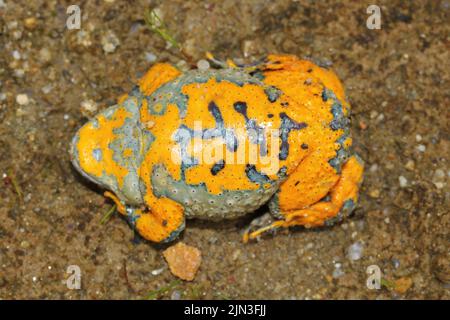 The yellow-bellied toad (Bombina variegata) shows belly during the defensive behavior Stock Photo