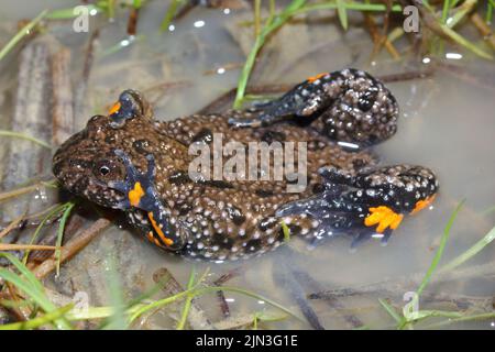 The fire-bellied toad (Bombina bombina) shows red, orange legs during the defensive behavior Stock Photo