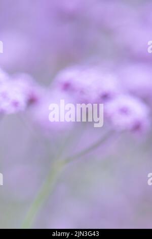 Soft out of focus pastel purple flowers - verbena bonariensis - with copyspace Stock Photo