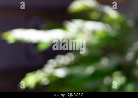 Black background with abstract green stripes and lights. Stock Photo