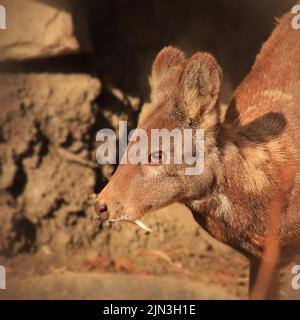 A Siberian Musk Deer... sorry I am just gonna call it the Vampire Deer. Stock Photo