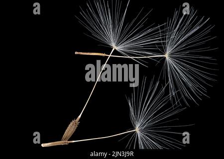 Dandelion flower white seeds, closeup macro detail on black background, image width 23mm Stock Photo