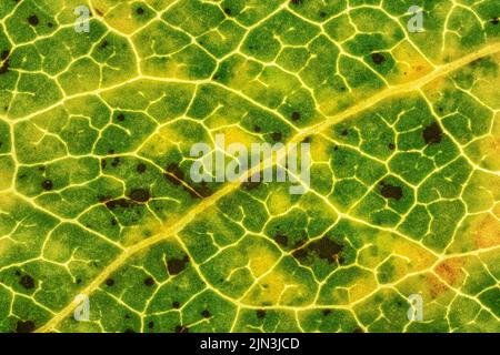 Fallen tree leaf, parts of it coloured yellow orange and dark brown spots, microscope detail image width 9mm Stock Photo