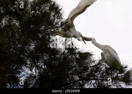 Two Great Egrets (Ardea alba) on a tree in Sydney, NSW, Australia (Photo by Tara Chand Malhotra) Stock Photo