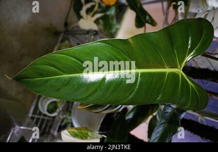 pothos blooming Golden Pothos Epipremnum Aureum