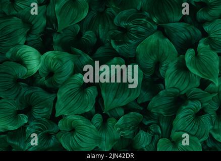 Dark toned emerald tone green leaves texture. Natural background. Stock Photo