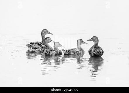 Five female Mallard ducks on still water Stock Photo